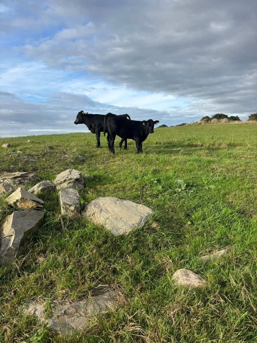Angus - Image 1