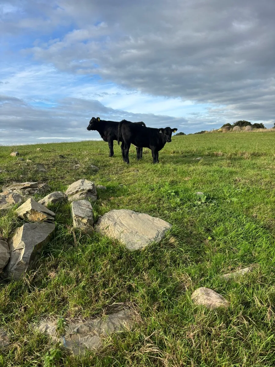 Angus - Image 2