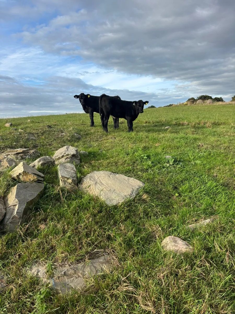 Angus - Image 3