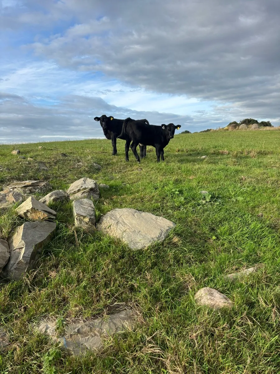 Angus - Image 4