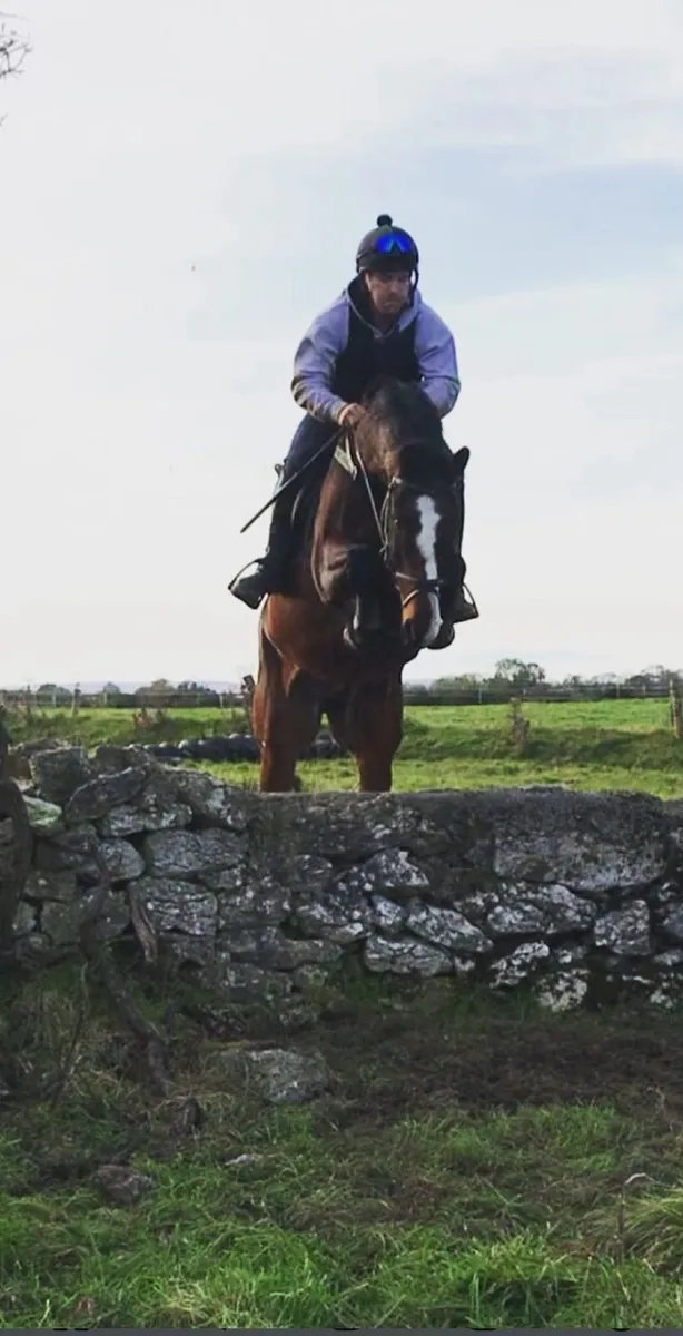 Horse - Image 1
