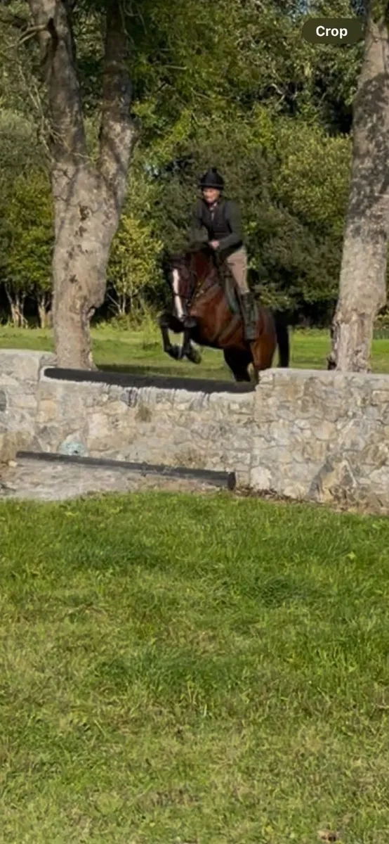 Horse - Image 2