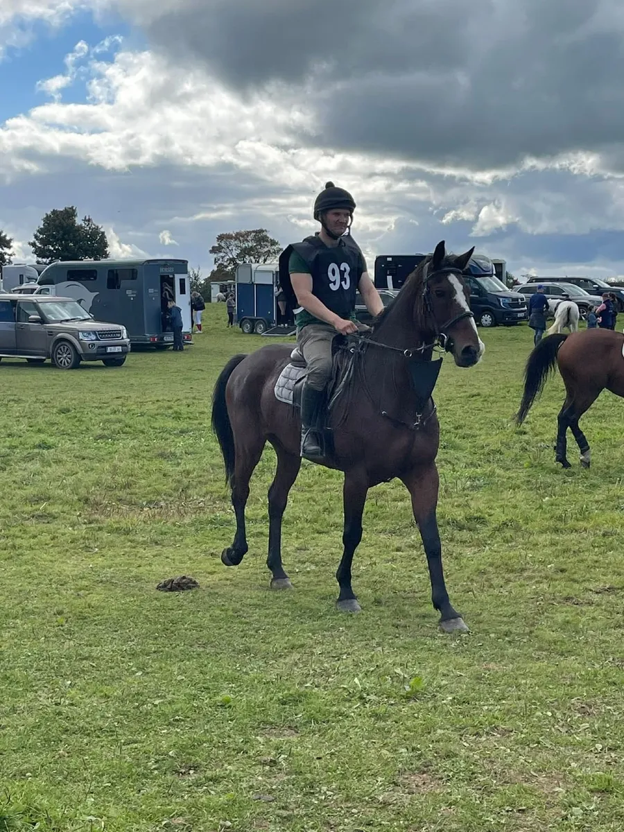 Horse - Image 4