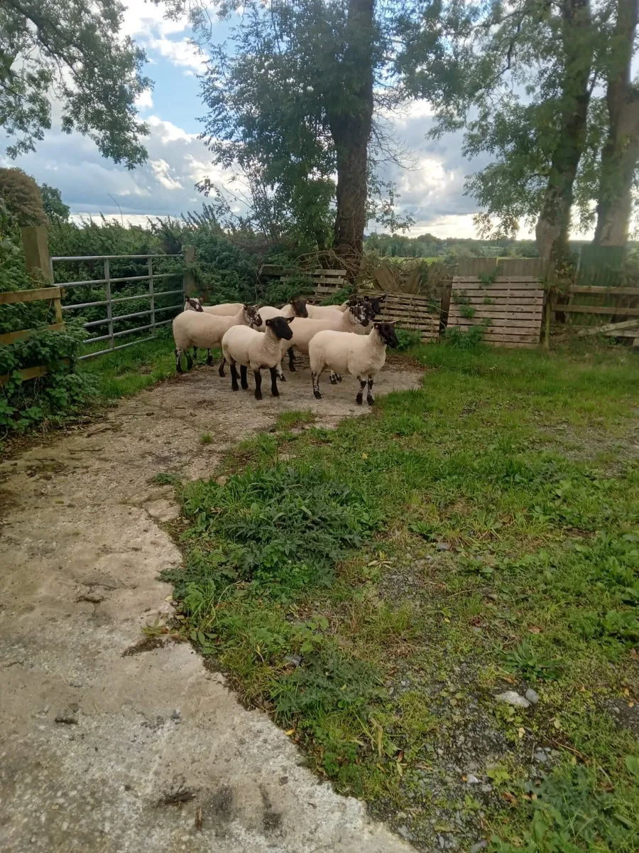 Suffolk Blue Leicester type Hogget ewes