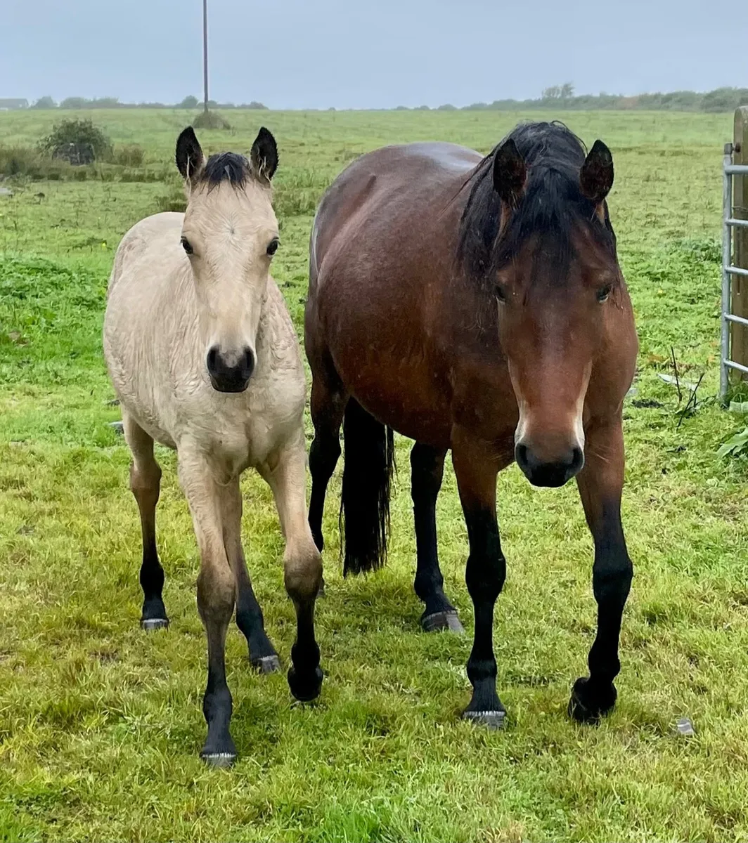 Registered Connemara colt foal - Image 1