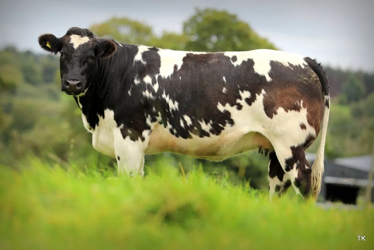 In-Calf Heifers for Balla Mart - Image 1