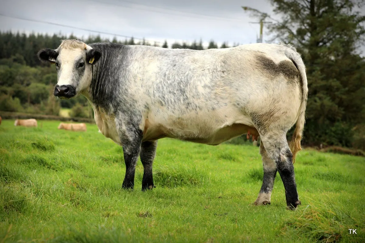 In-Calf Heifers for Balla Mart - Image 2