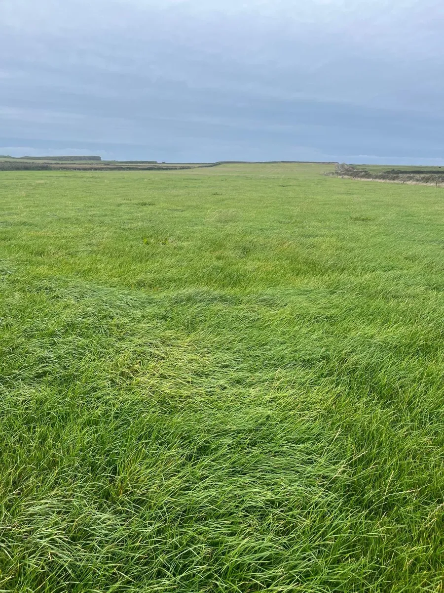 Third Cut - Image 1
