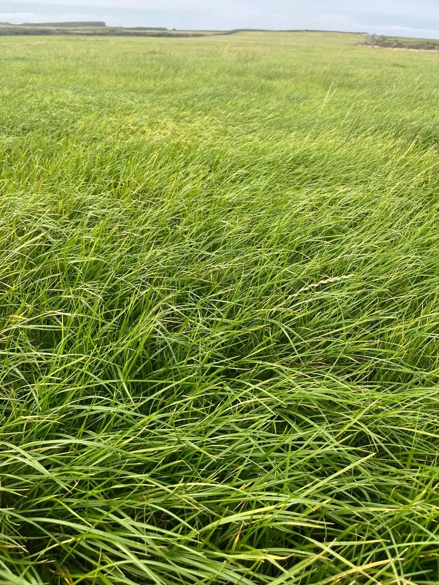 Third Cut - Image 2