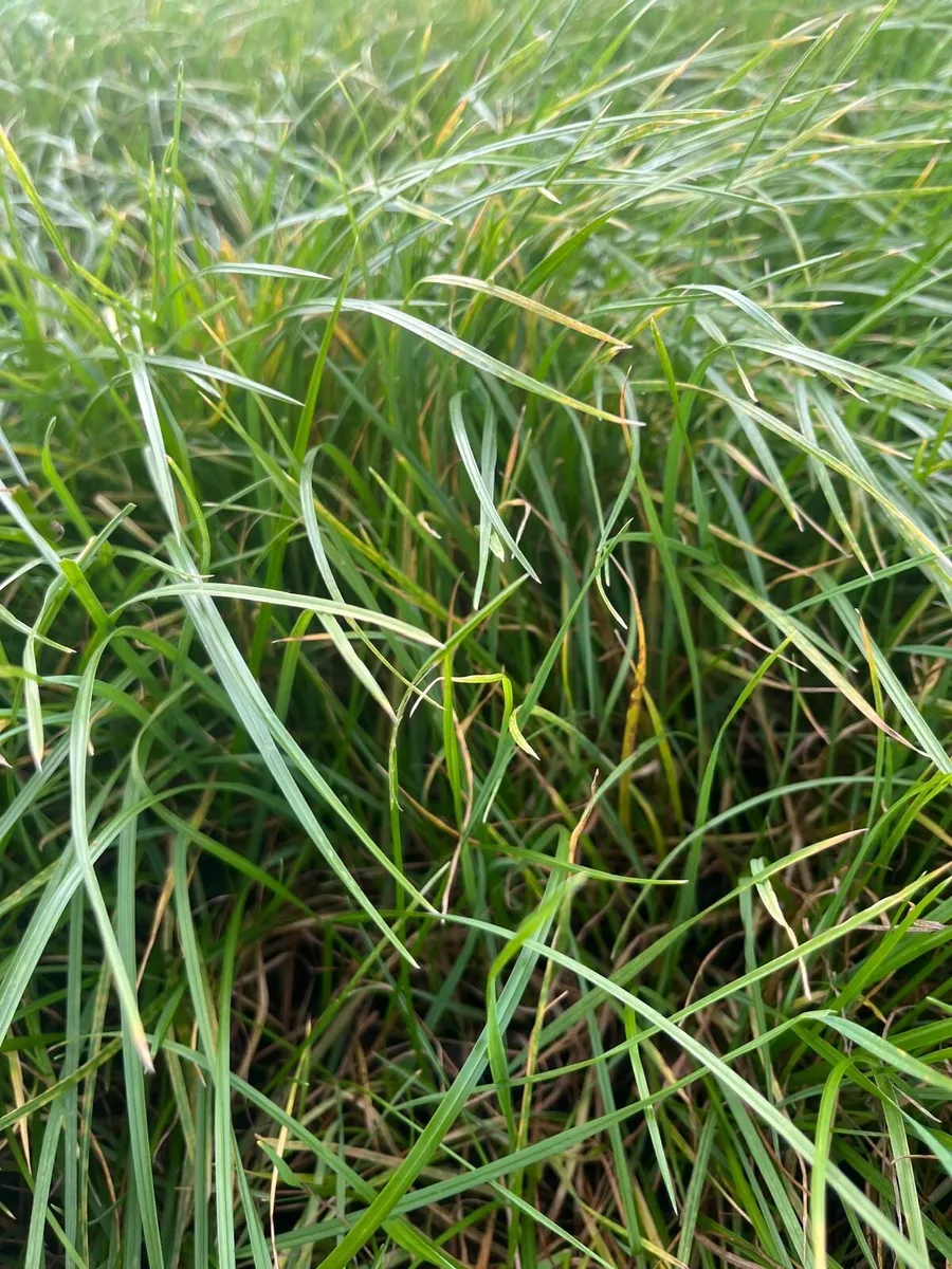 Third Cut - Image 3