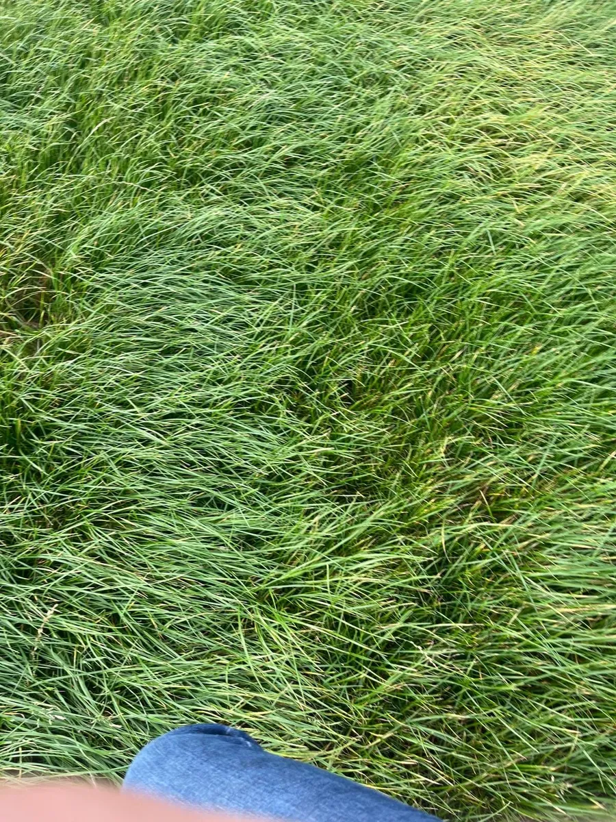 Third Cut - Image 4