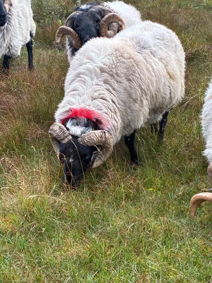 Rams - Image 1