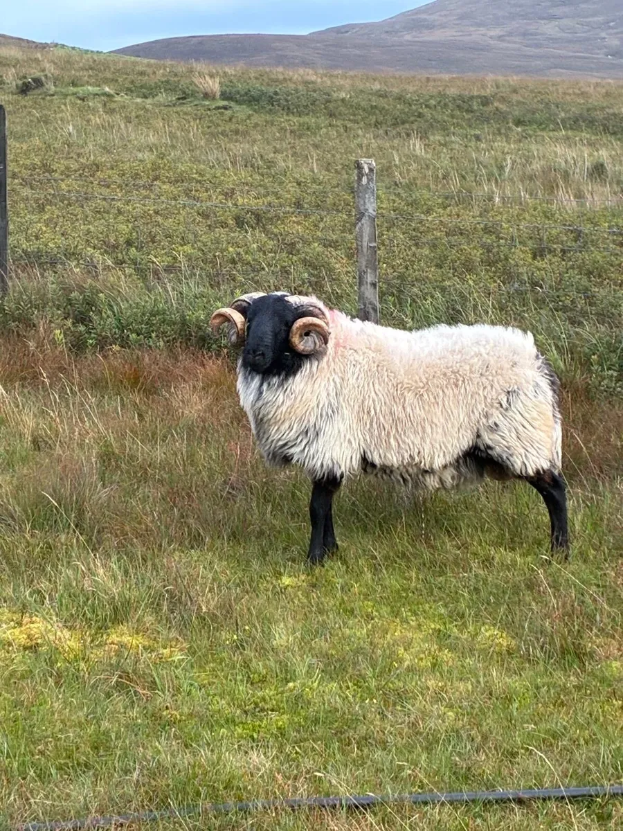 Rams - Image 2