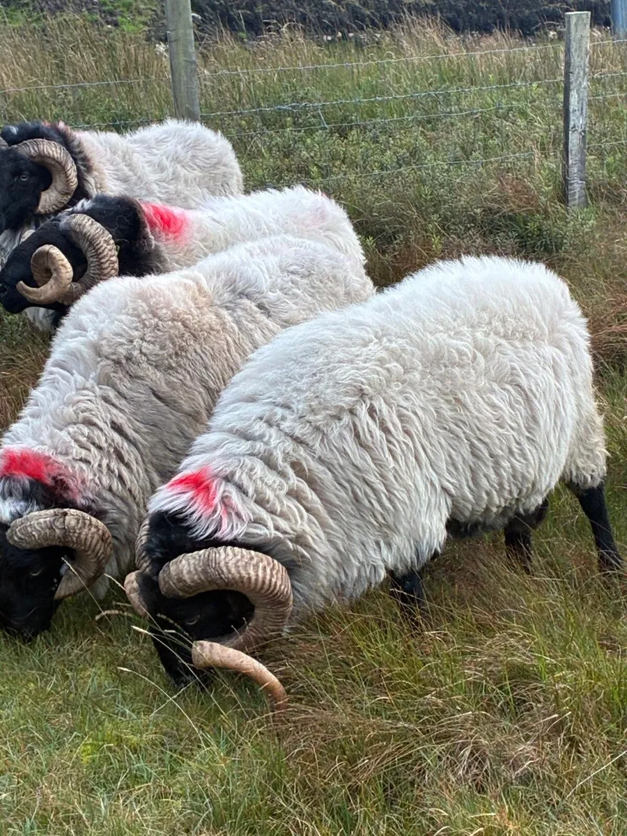 Rams - Image 3