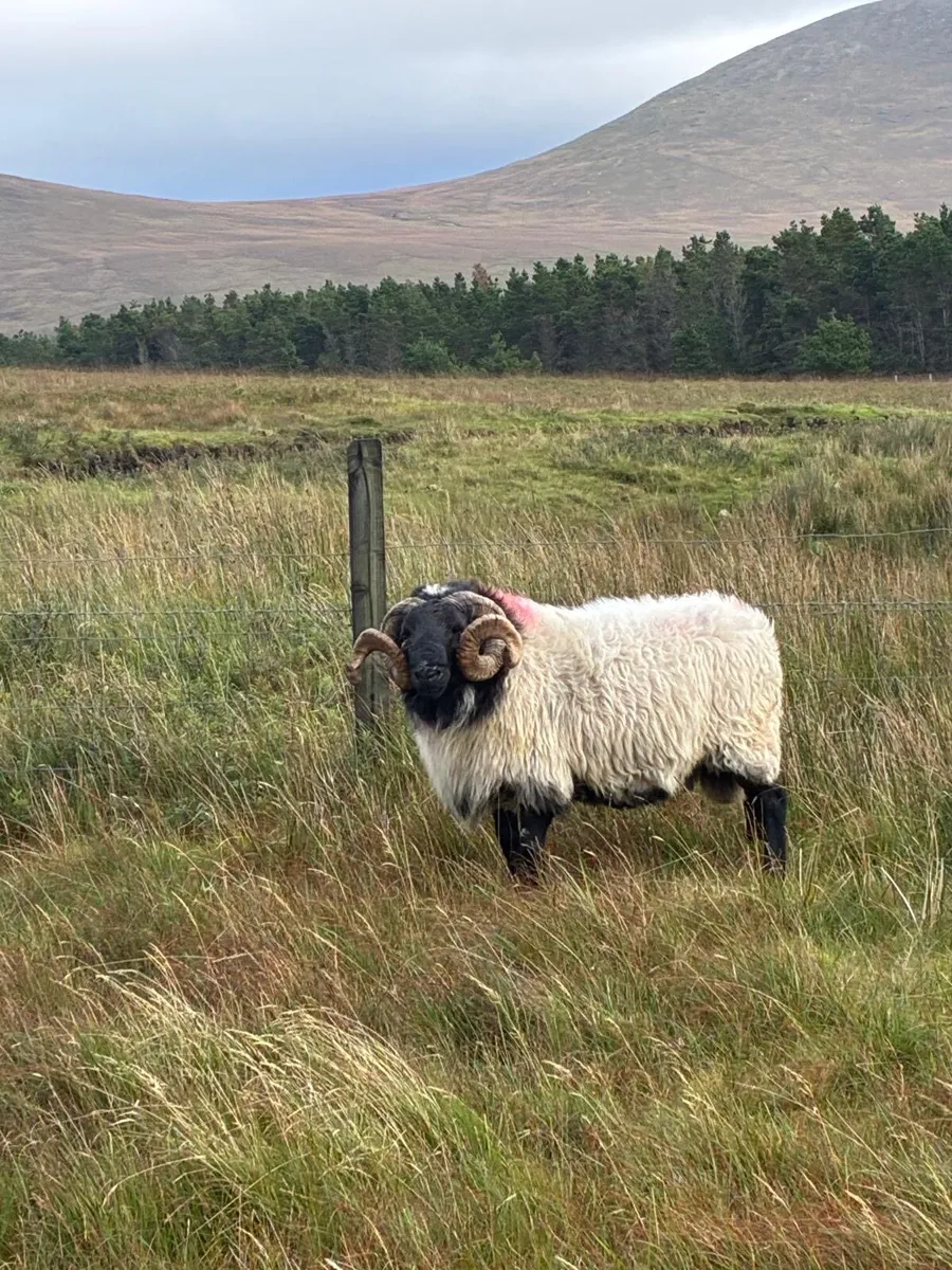 Rams - Image 4