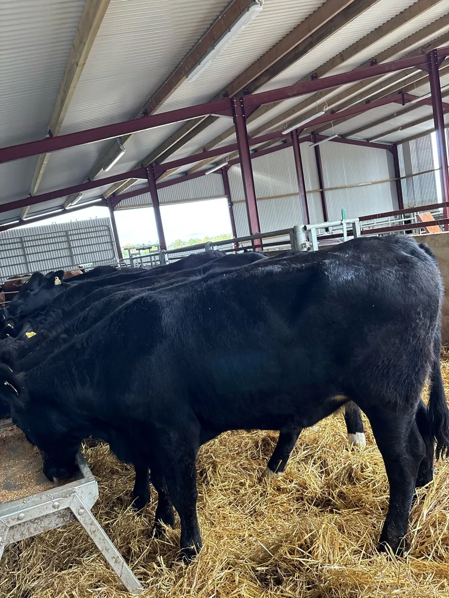 10 super 480kg Angus heifers - Image 1