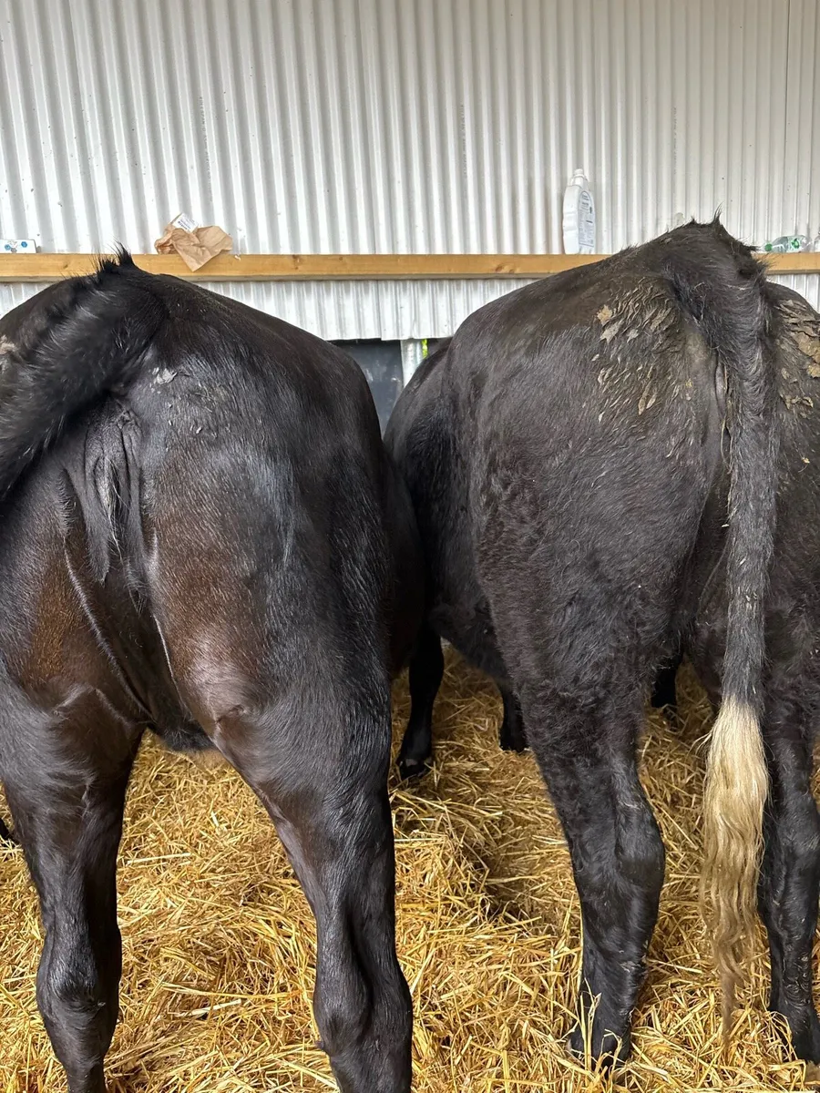 10 super 480kg Angus heifers - Image 2