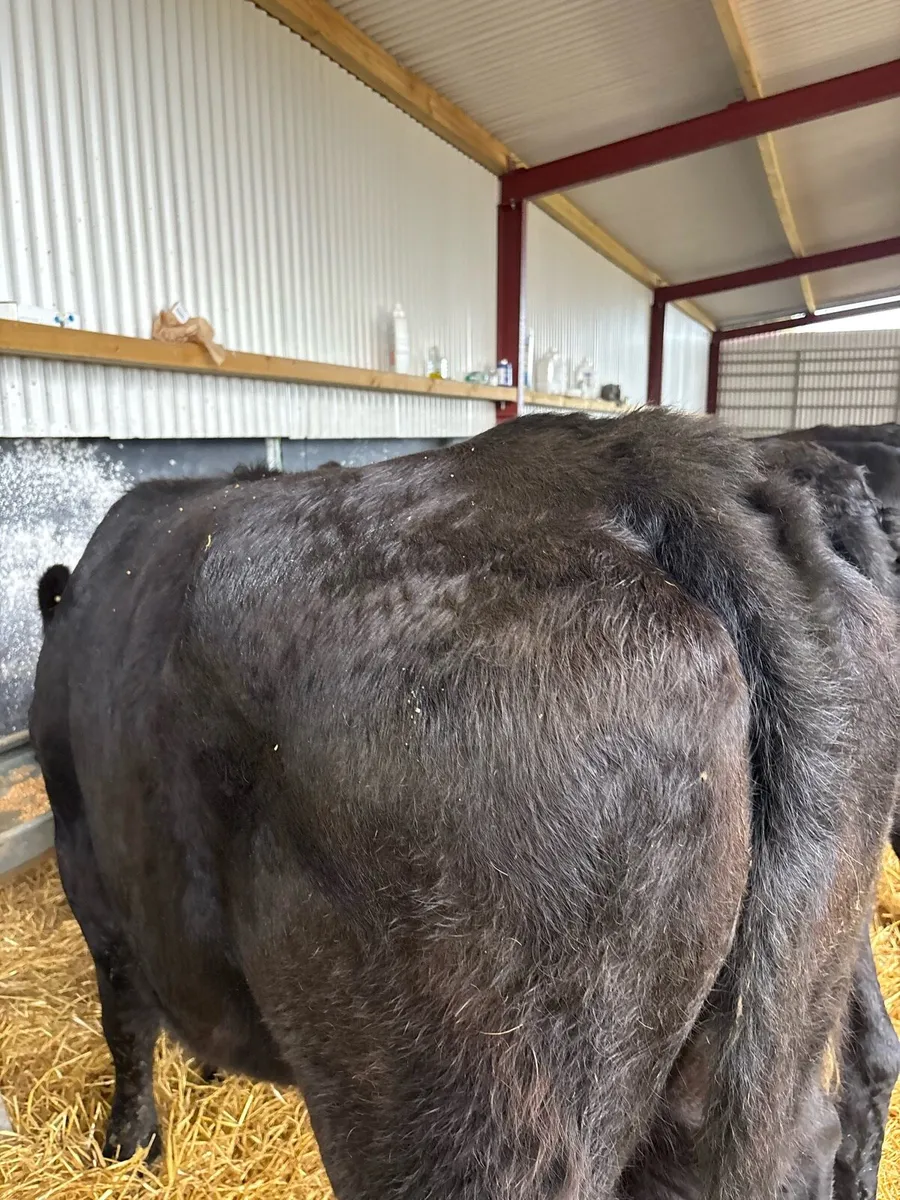 10 super 480kg Angus heifers - Image 4