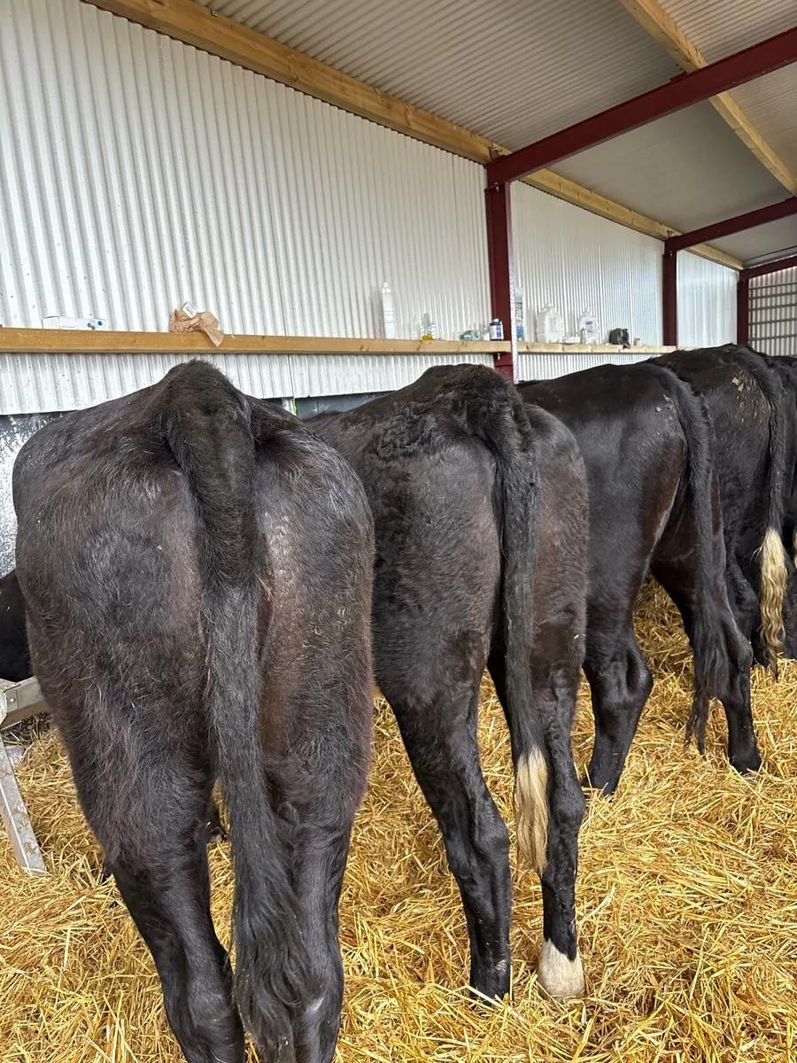 10 super 480kg Angus heifers - Image 3