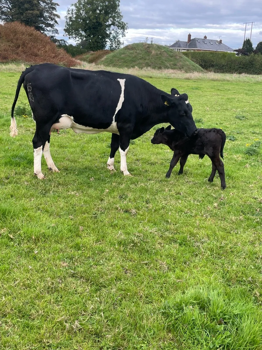 Calved Heifers - Image 2
