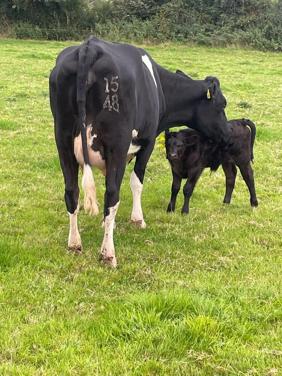 Calved Heifers - Image 1
