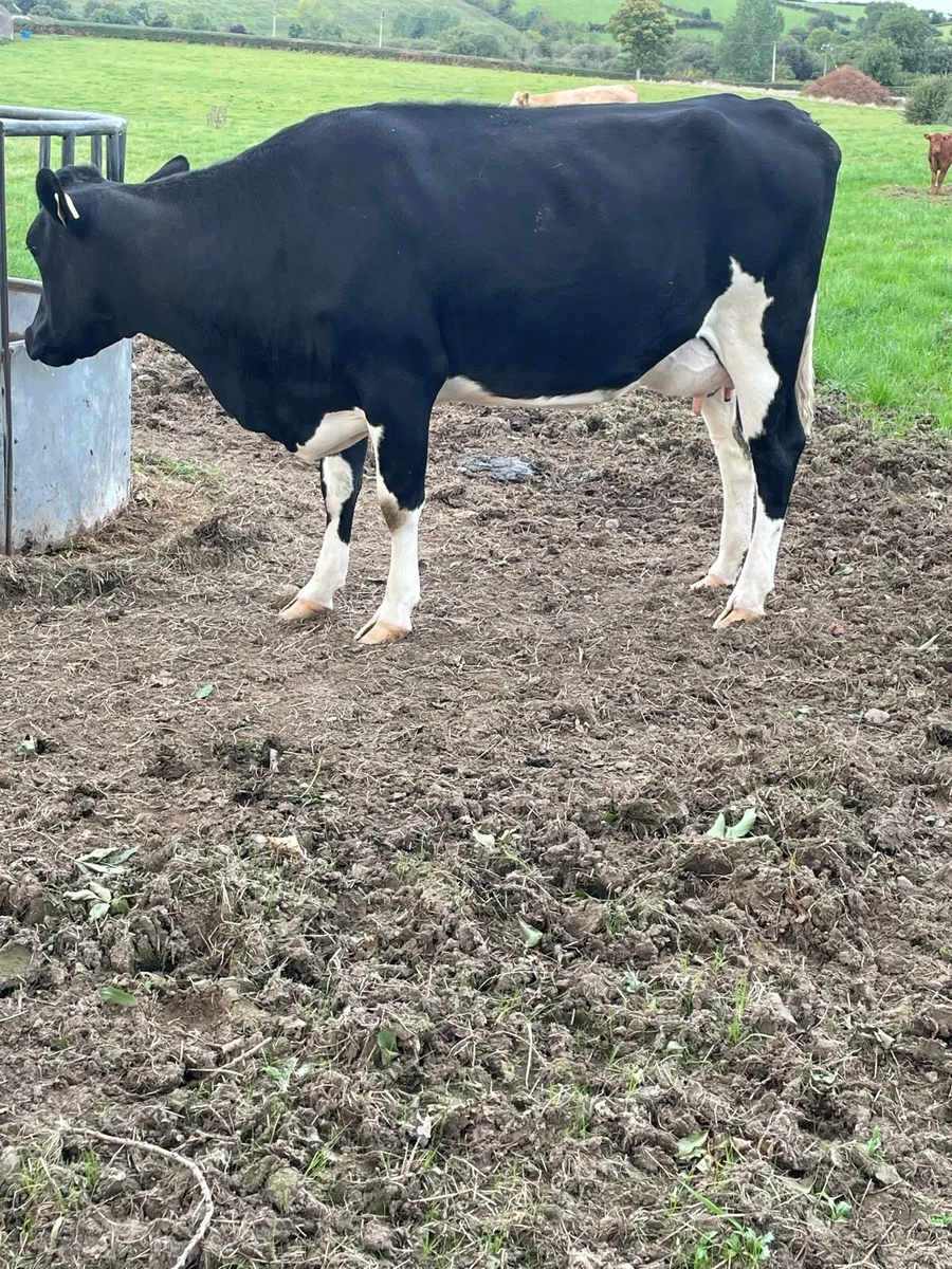 Calved Heifers - Image 3