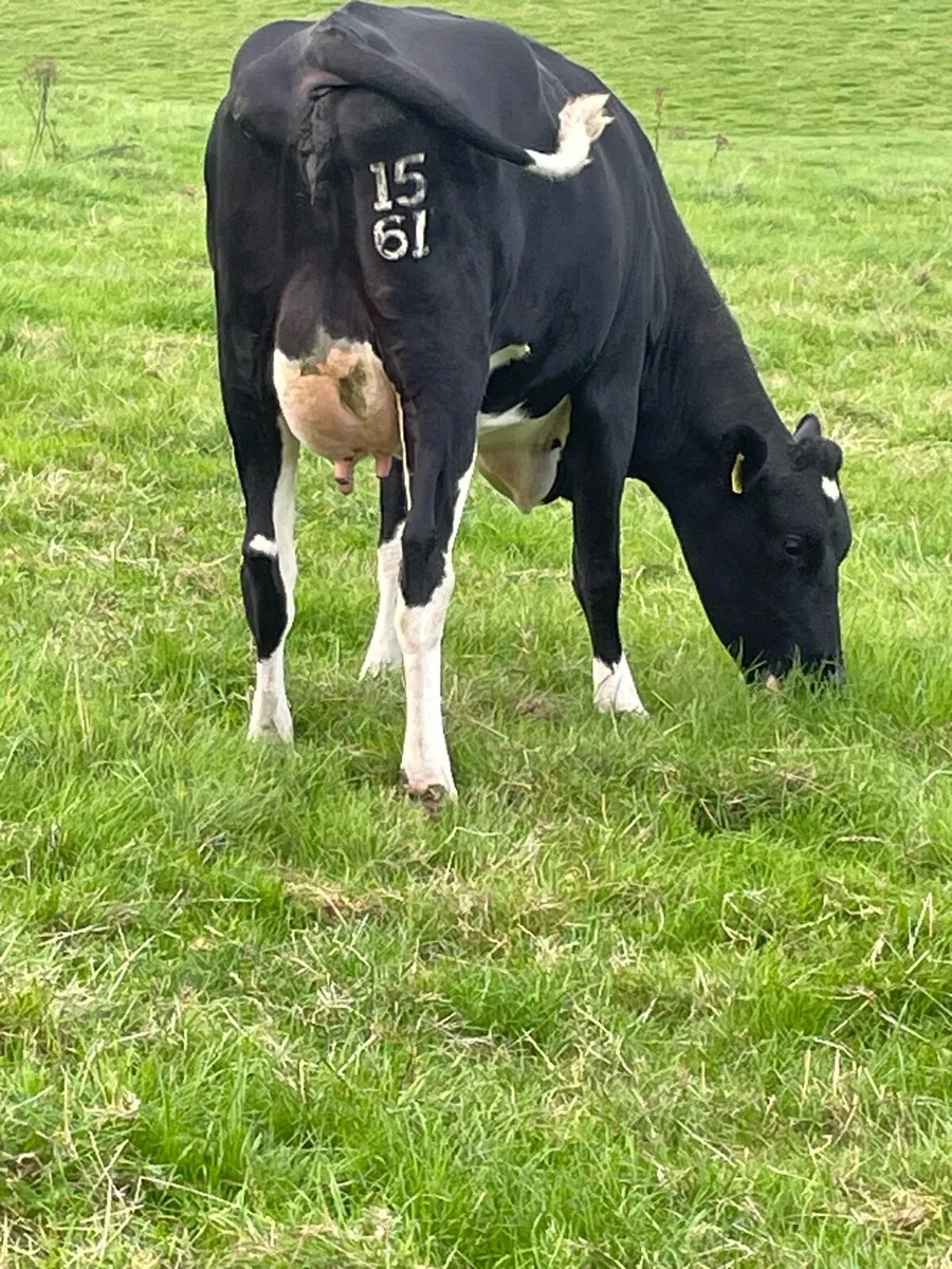 Calved Heifers - Image 4