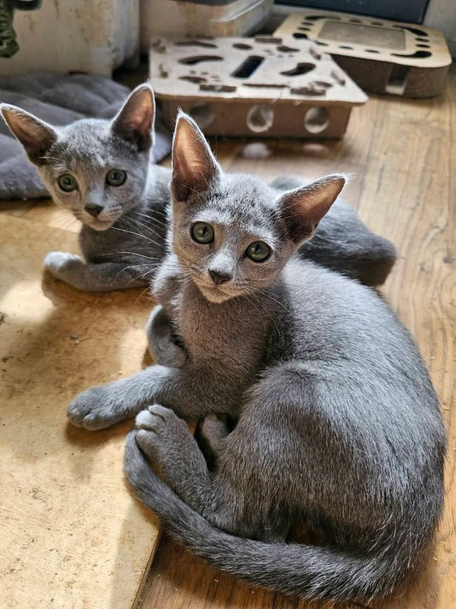 Russian Blue girl available 💙 - Image 1