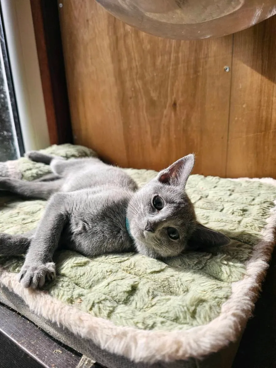 Russian Blue girl available 💙 - Image 3