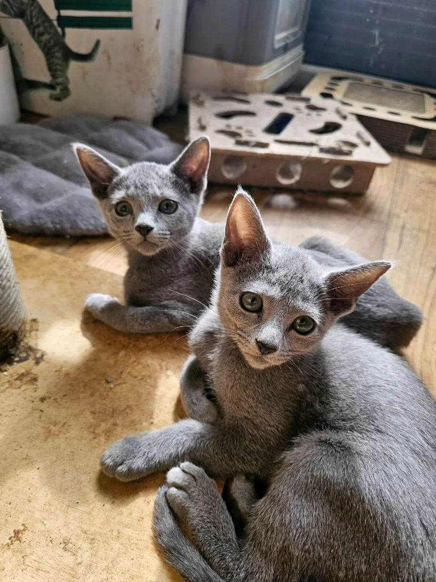 Russian Blue girl available 💙 - Image 4