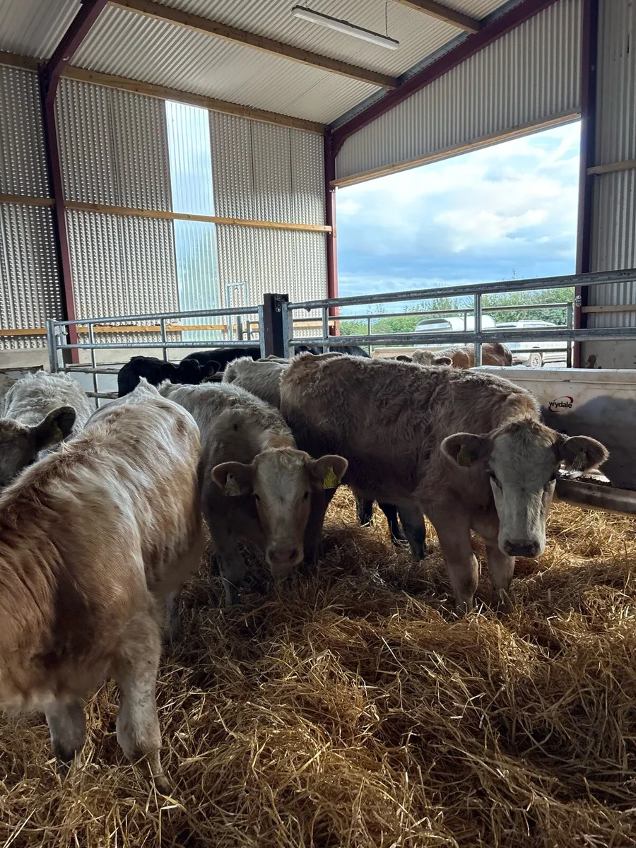 8 super 260kg suckler bred heifers - Image 1