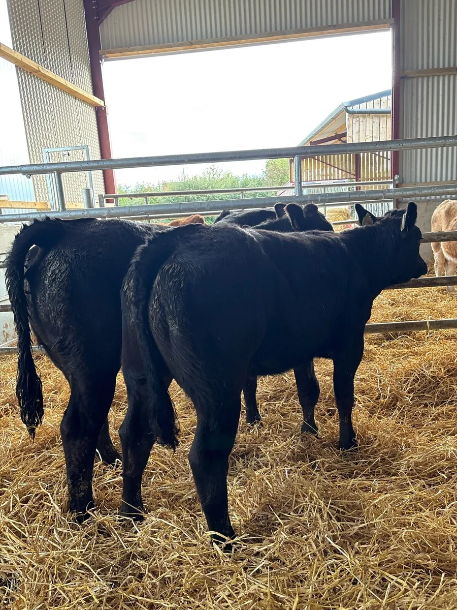 8 super 260kg suckler bred heifers - Image 2