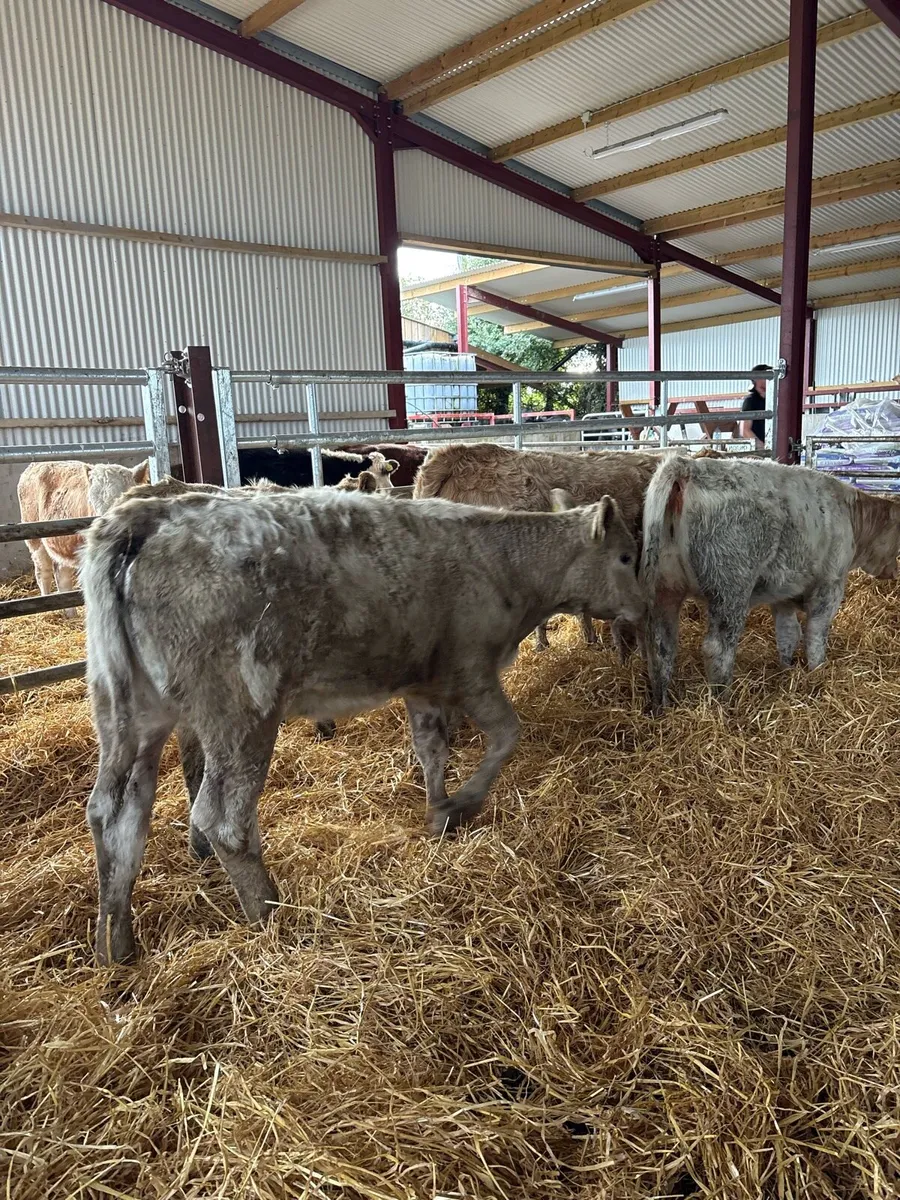 8 super 260kg suckler bred heifers - Image 3