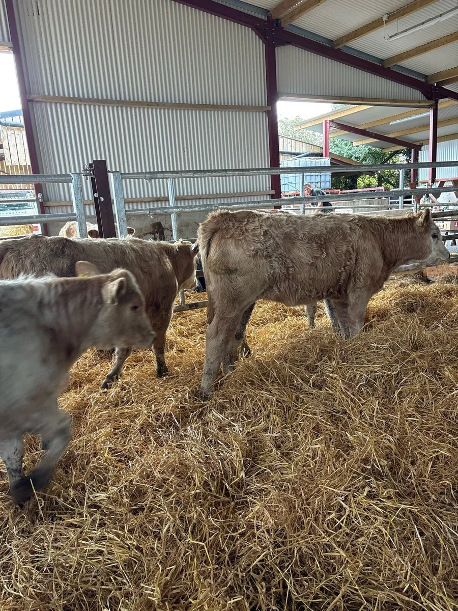 8 super 260kg suckler bred heifers - Image 4