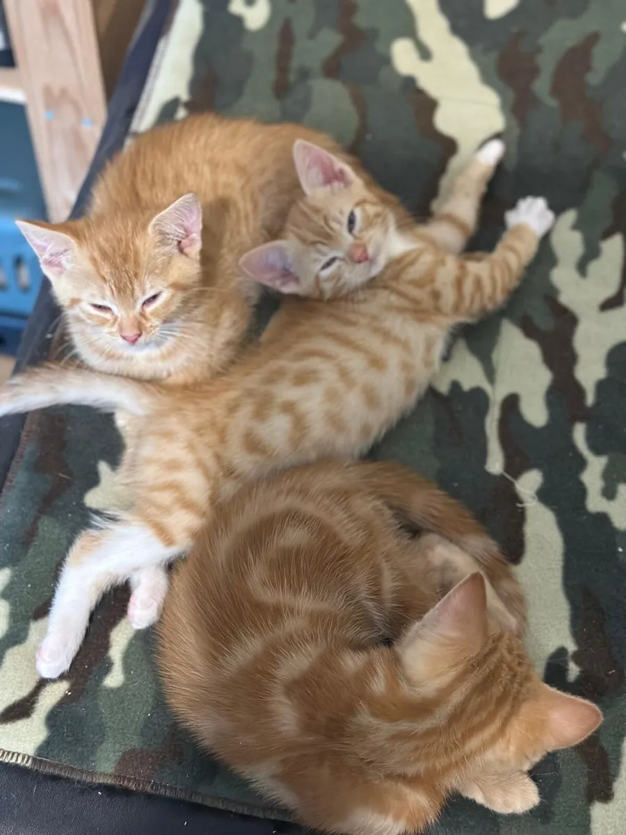 Ginger Kittens - Image 1