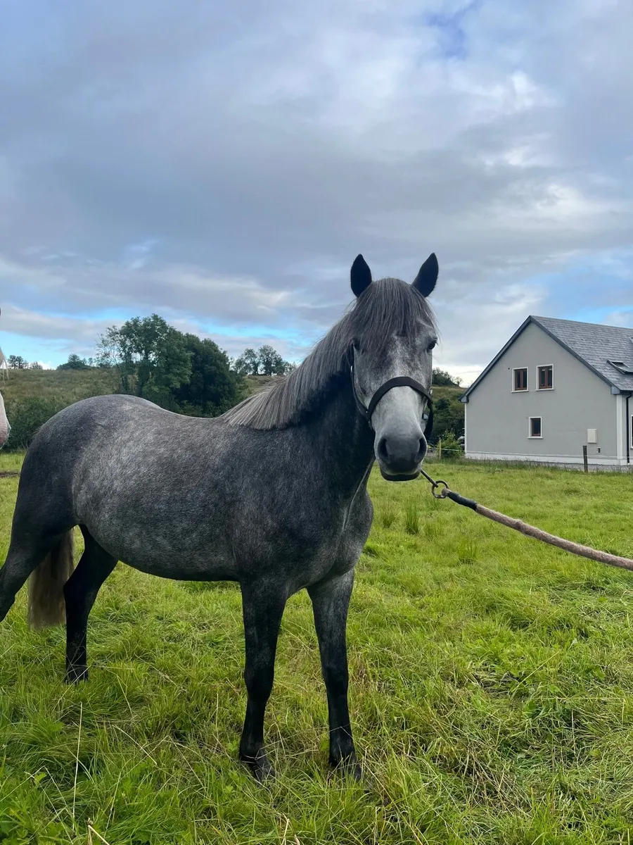 3 y/o Gelding - Image 3