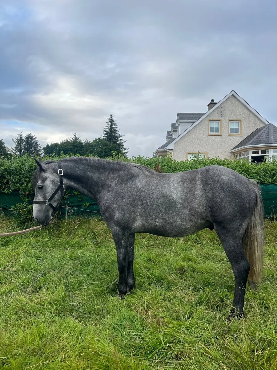 3 y/o Gelding - Image 1
