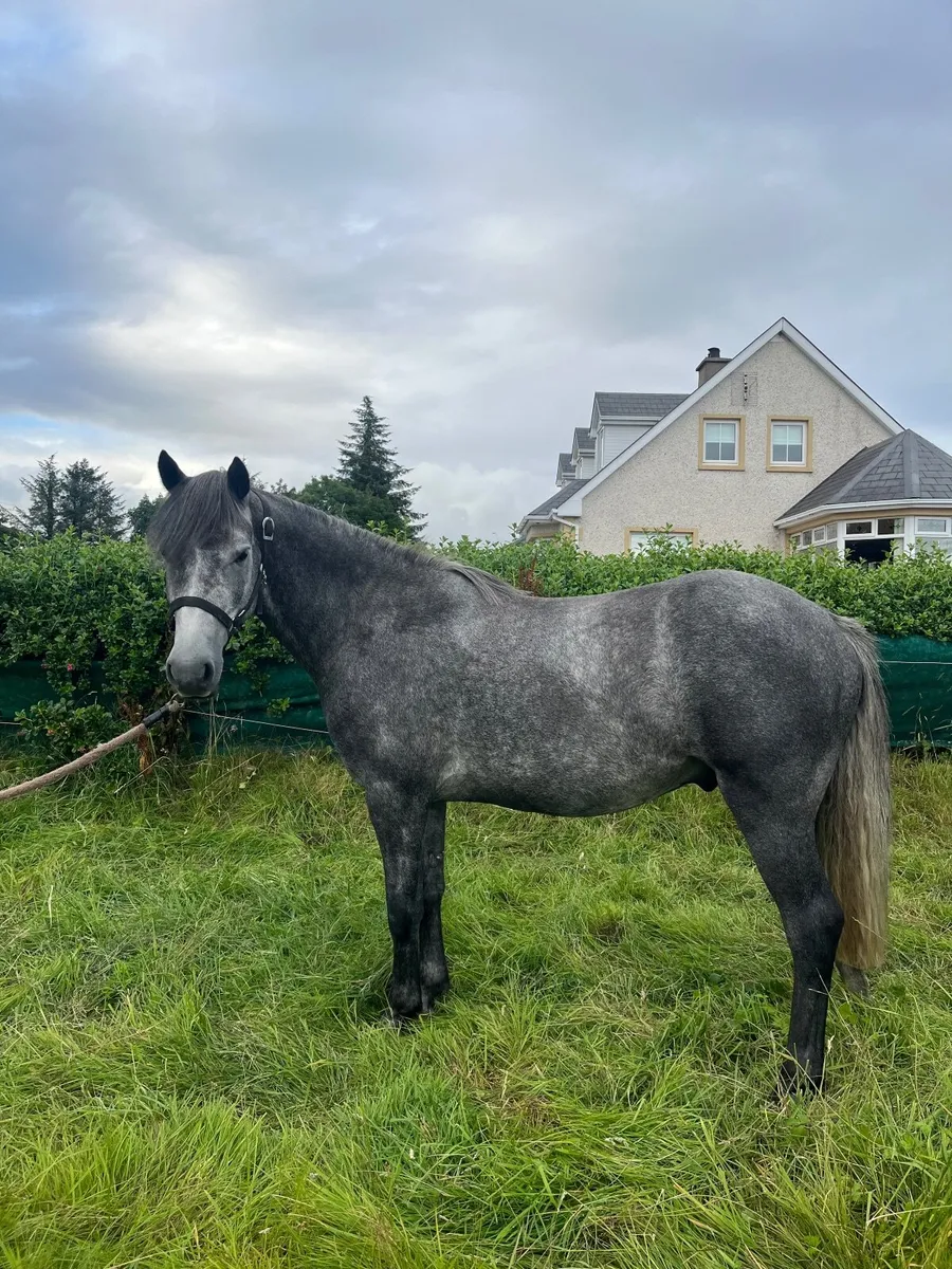 3 y/o Gelding - Image 4