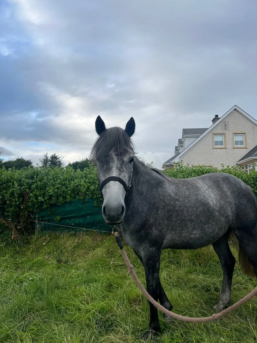 3 y/o Gelding - Image 2