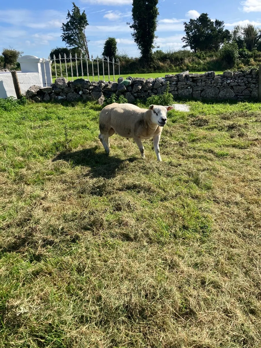SIS 4 star Texel hogget ram - Image 3