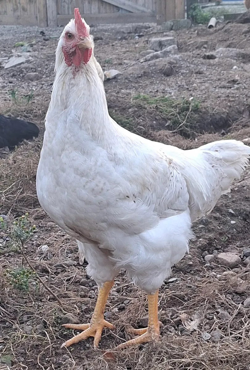 Roosters - Image 2