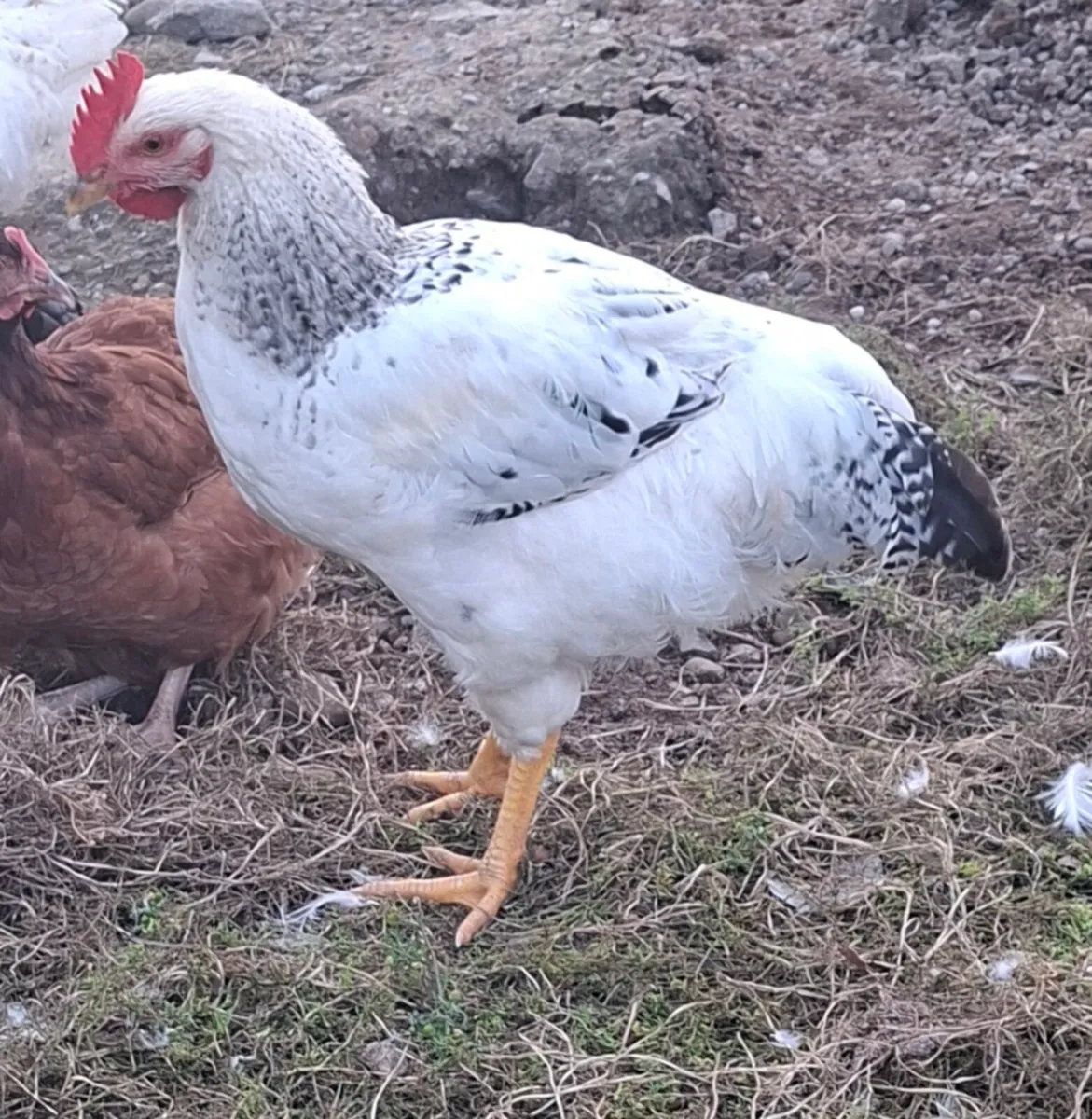 Roosters - Image 3