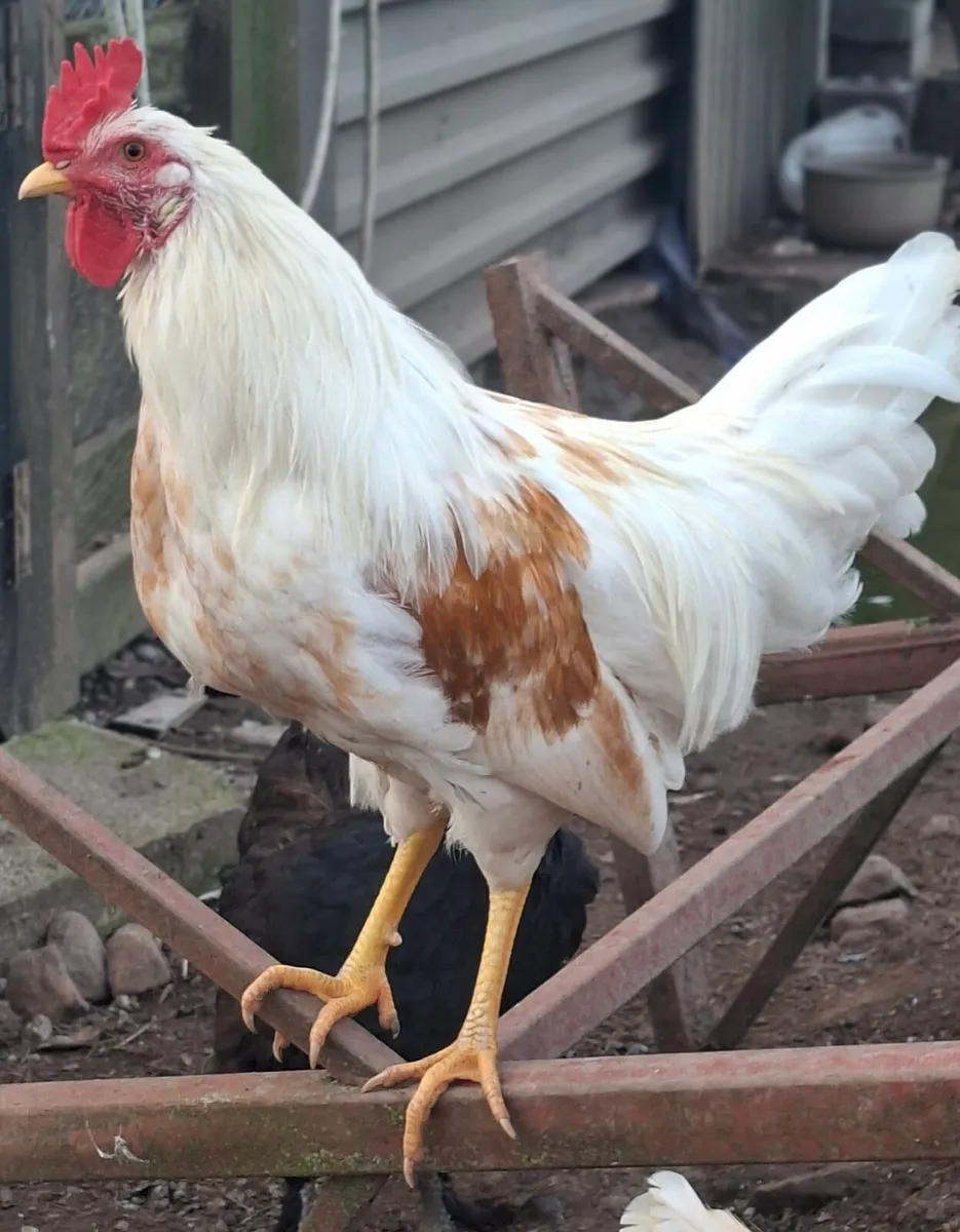 Roosters - Image 1