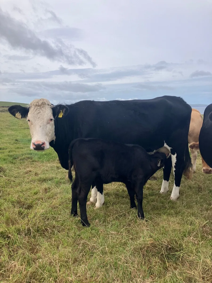 First time calvers with calves at foot - Image 2