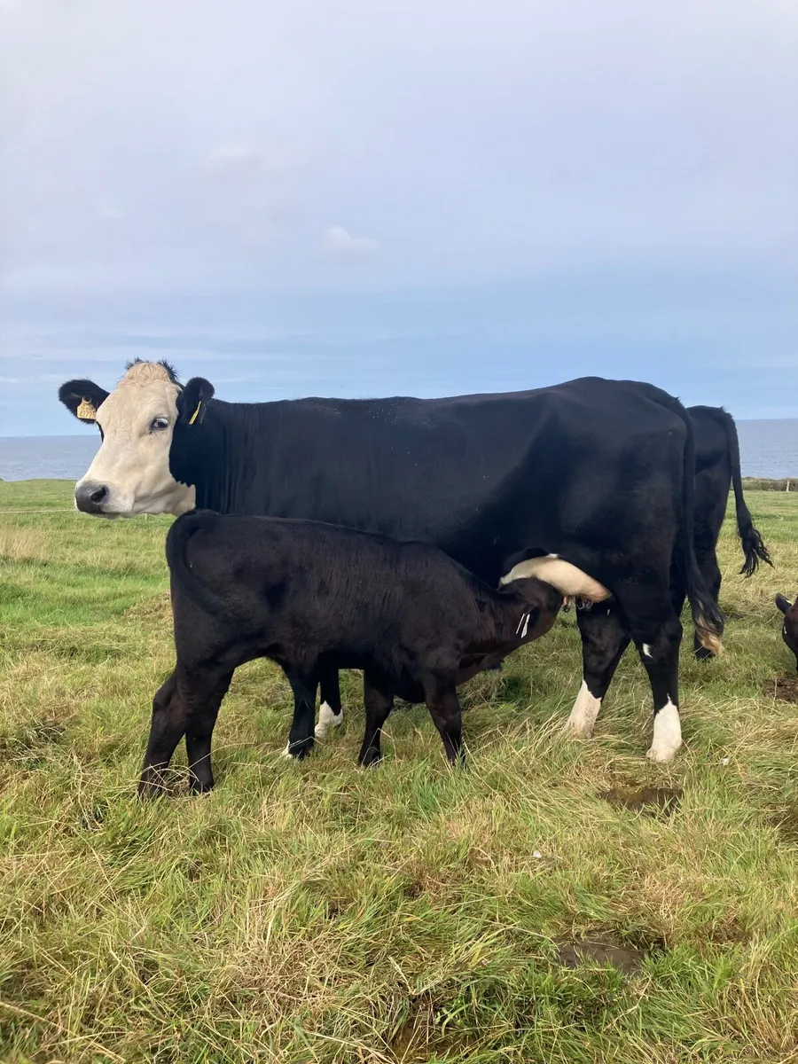 First time calvers with calves at foot - Image 1