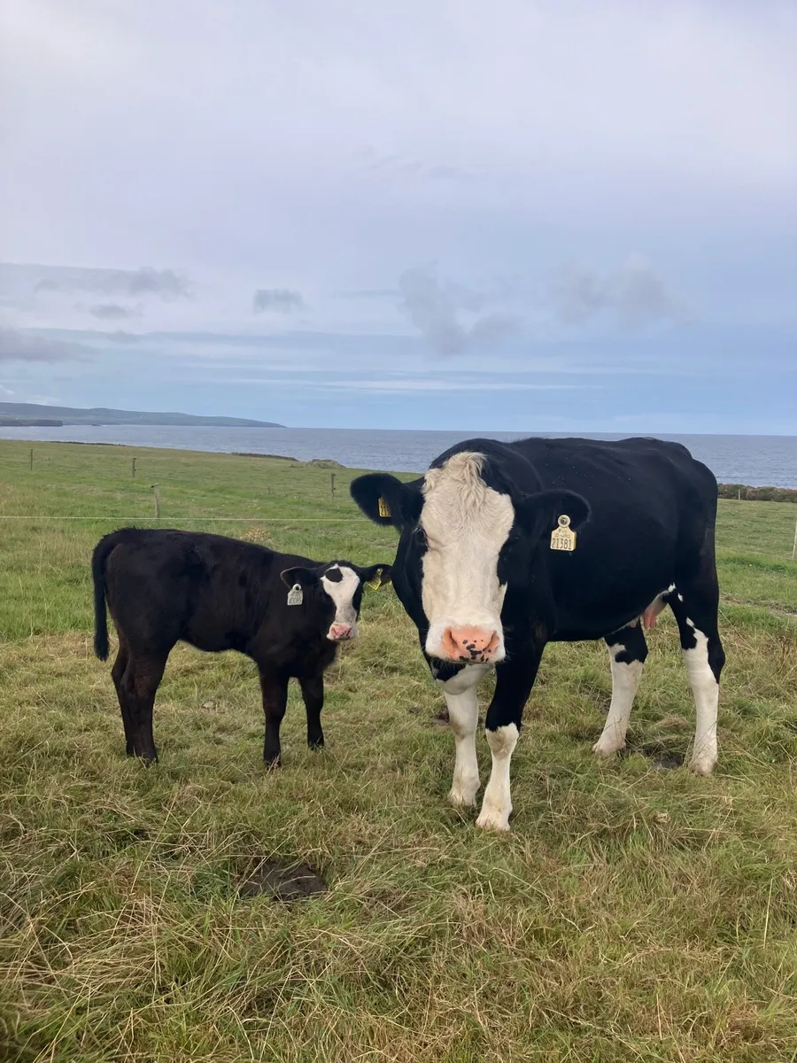First time calvers with calves at foot - Image 3