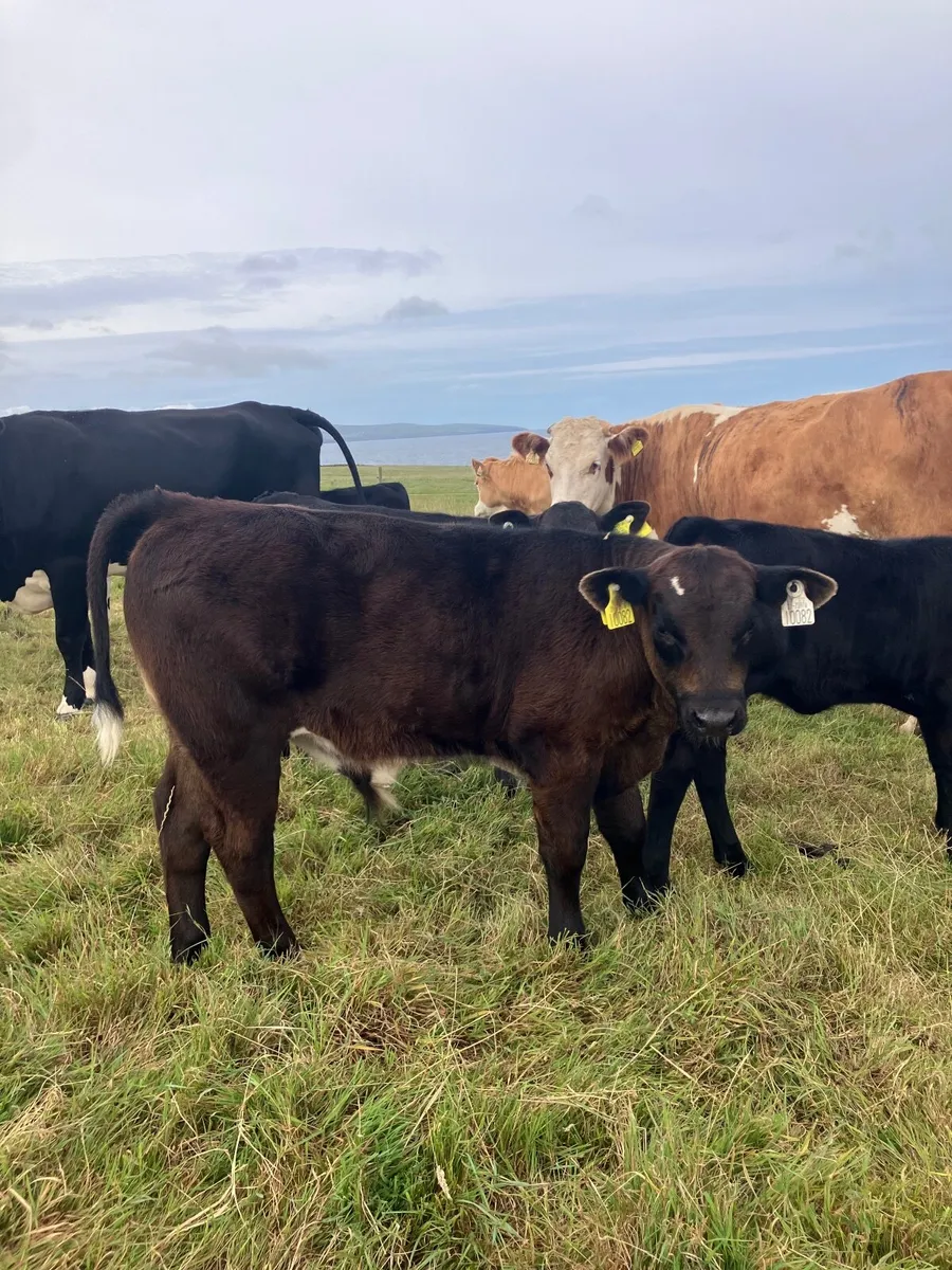 First time calvers with calves at foot - Image 4