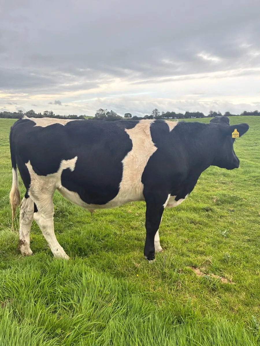 Friesian Store Bullocks - Image 2