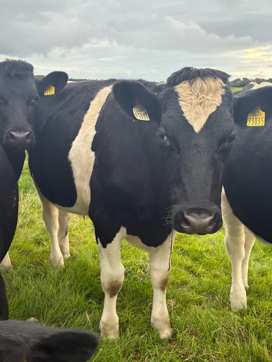 Friesian Store Bullocks - Image 3
