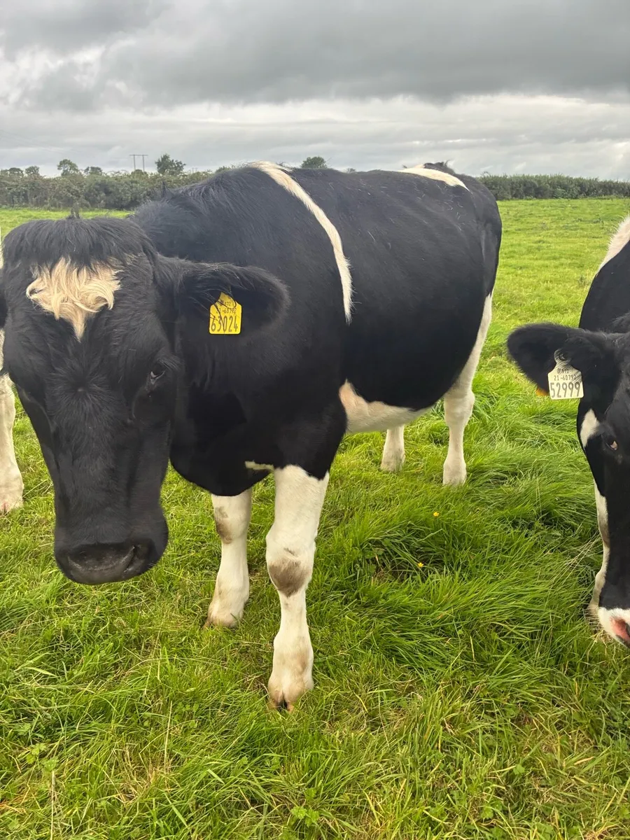 Friesian Store Bullocks - Image 4